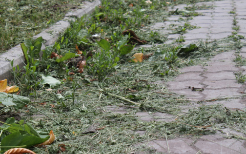 Владимирские улицы превратились в ад для аллергиков