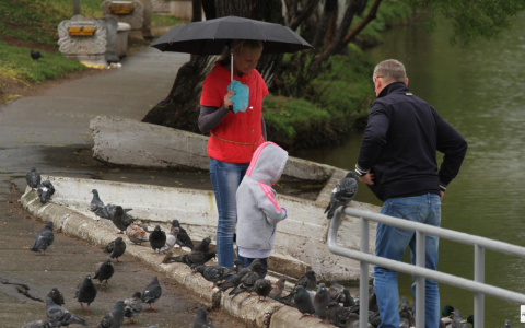 Стало известно, когда "нормальный июль" придет во Владимир