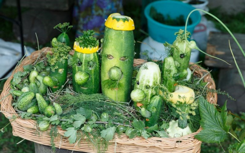 Жителей и гостей Владимирской области приглашают на праздник огурца в Суздаль