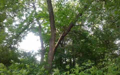 На Северной сломанное дерево едва не обрушилось на жилой дом и детскую площадку