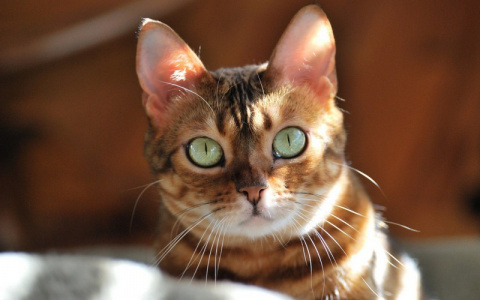 Тест: спасите своего любимца от страшного заболевания!