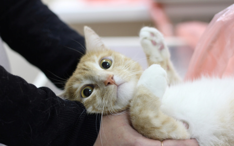 Еще одно предприятие во Владимирской области попалось на производстве нелегальных препаратов для животных