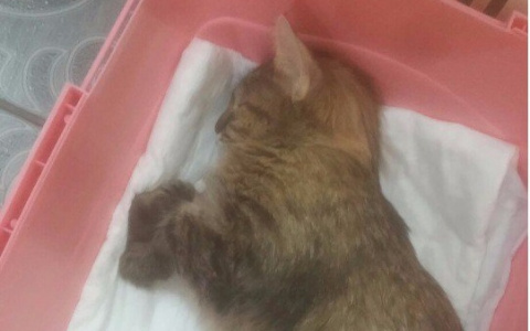 Владимирские живодеры выкидывают котят из окон и избивают кошек