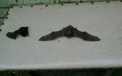 В квартиру жительницы Владимира ночью проникли непрошенные гости