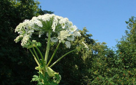 Дети в селе под Владимиром играют в зарослях ядовитых растений