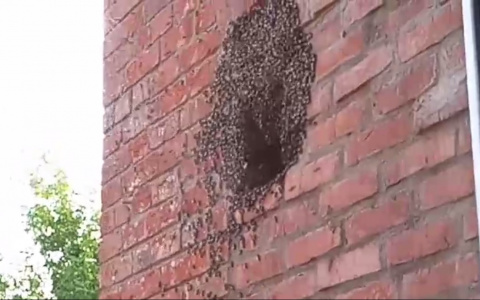 Дикие осы угрожают здоровью больных в «Красном кресте»