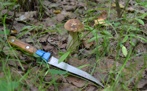 Потерявшегося во Владимирской области грибника нашли мертвым