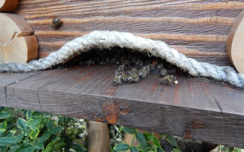 Жительница Кольчугино крала пчел с чужих дач