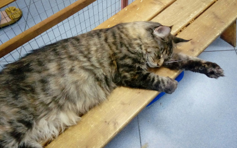 Во Владимир пожаловали уникальные породистые коты с родинками и необычной пигментацией