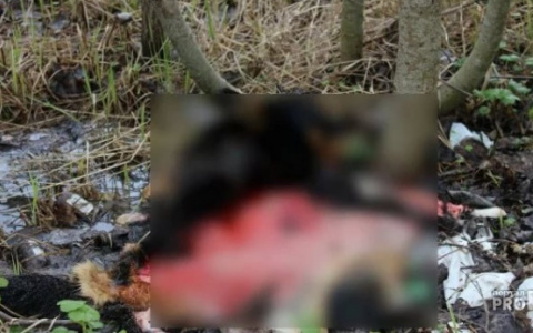 В томском парке нашли отрезанную голову девушки