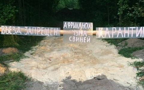 В Собинском районе трупы свиней, больных чумой, выбросили прямо на помойку