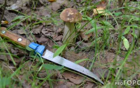 Жительница Польши случайно зарезала себя при сборе грибов