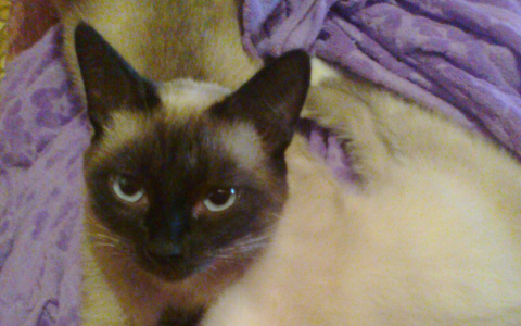 Горожанка: "Подростки-живодеры расстреляли нашу кошку"