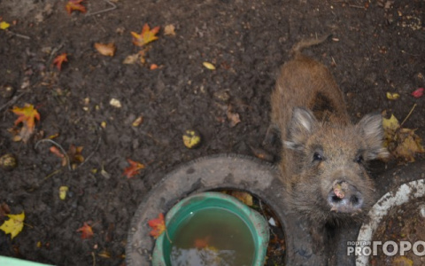 Из-за вспышки Африканской чумы в 33 регионе истребили почти всех кабанов