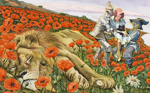 Под Владимиром нашли целую плантацию сонного мака (видео с места событий)