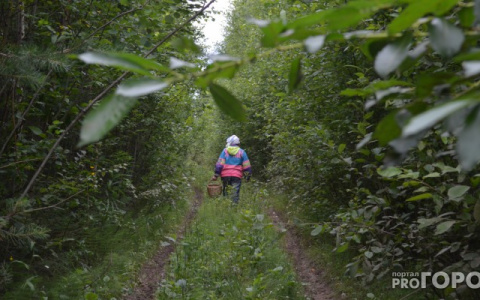 79-летняя пенсионерка 2 дня плутала по лесу в Меленковском районе