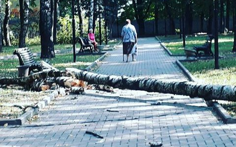 Женщину, гуляющую с коляской по скверу у ДК Молодежи, едва не убило упавшим деревом