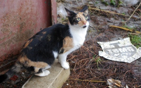 Во Владимире беременной кошке вспороли живот осколком стекла