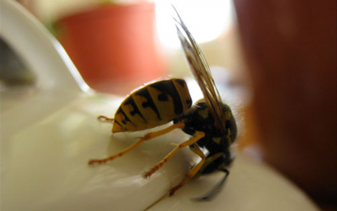 Осиный рой напал на детей во время прогулки в детском саду