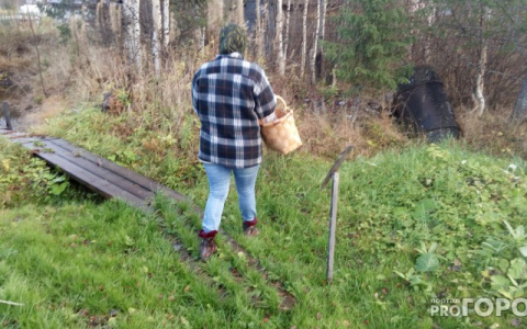 В лесу под Суздалем нашли фрагмент трупа