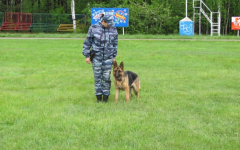 Собака Марго помогла поймать несовершеннолетнего воришку