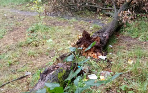 Во Владимире неизвестные вандалы валят деревья