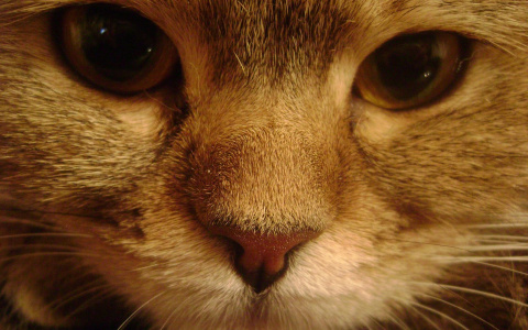 Найди друга во Владимире: собака Блэки и кошка Стеша ищут новый дом