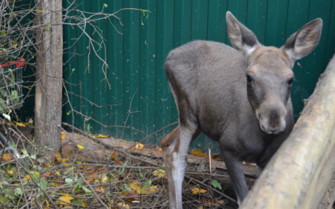 Под Владимиром начнут отстреливать лосей-самоубийц