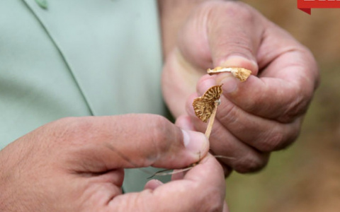 В Киржачском районе собрали урожай необычных грибочков