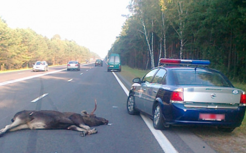 Испуганный лось спровоцировал страшное ДТП под Владимиром