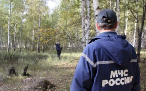 74-летний грибник две недели бродил по лесу во Владимирской области