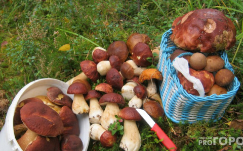 79-летний грибник двое суток бродил в лесу под Владимиром