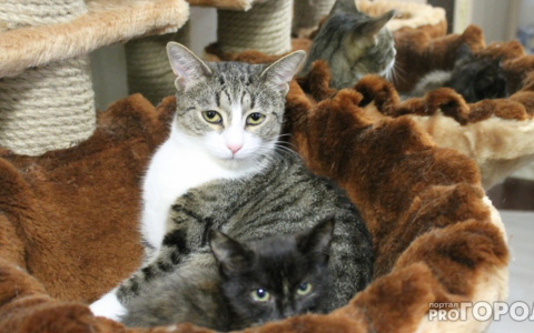 Владимирские коты атаковали машину горожанина (фото)