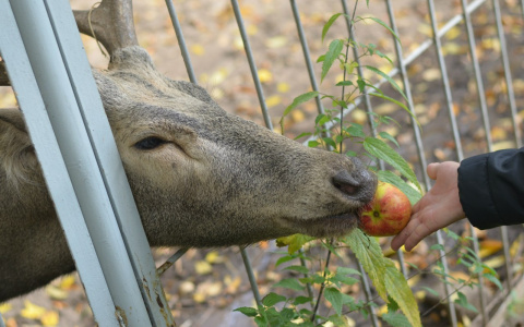 В Госдуме анонсировали принятие закона о запрете контактных зоопарков
