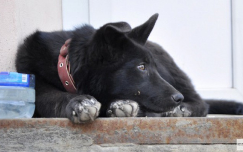 В России могут ввести платную регистрацию домашних животных