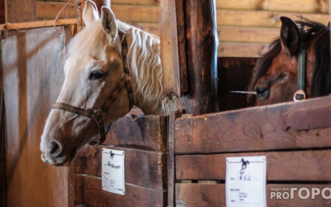 В Суздальском районе автомобилист подал в суд на лошадь