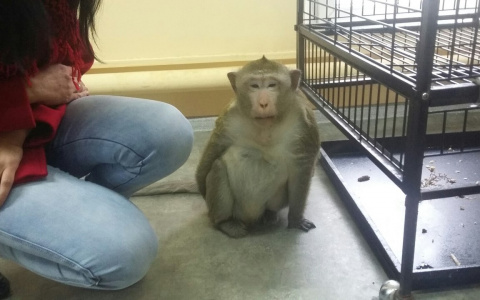 Во владимирском зверинце обезьяна набросилась на 7-летнего мальчика