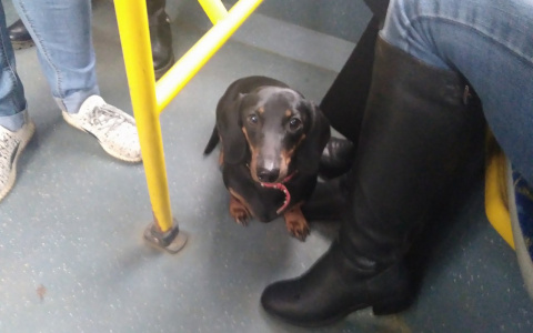 Такса Потеряшка все еще ждет своего хозяина