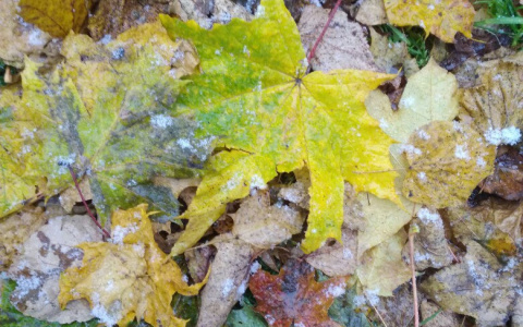 Начало недели во Владимире будет холодным и снежным