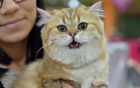 В интернете собирают деньги на памятник кошке-космонавту‍