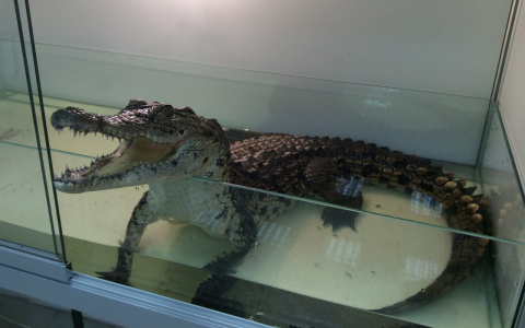 Владимирцев приглашают отправится в "Африку" всего за 150 рублей