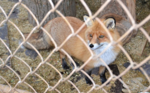 В Коврове бешеная лиса напала на собаку во дворе жилого дома