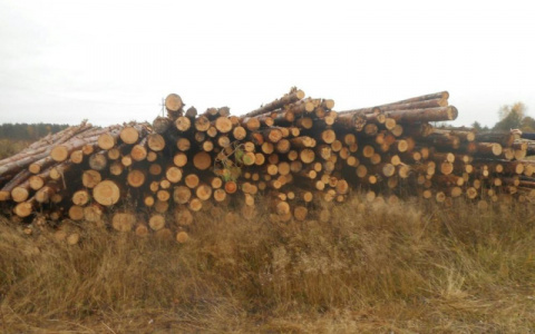Во Владимирской области нарубили сосенок на 17 млн рублей