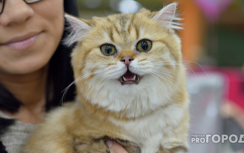 В канун Хэллоуина владимирские сатанисты убивают уличных животных?