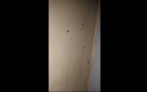 Ковровская ЦРБ прославилась на всю Россию благодаря тараканам