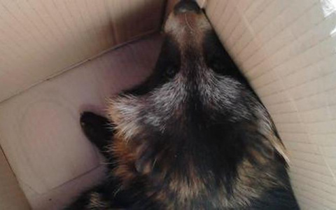 Житель Юрьев-Польского заразился бешенством, погладив милого на вид енота