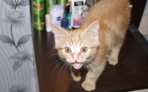 В Чебоксарах продают сладости в виде гениталий зверей