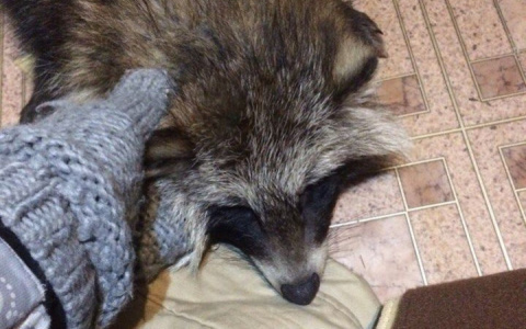 Скончался житель Юрьев-Польского, которого покусал бешеный енот