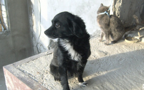 В Госдуму внесен законопроект о пяти годах тюрьмы для живодеров