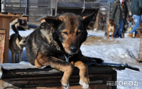 Во Владимире объявлена охота на бродячих собак: трупы животных находят повсюду